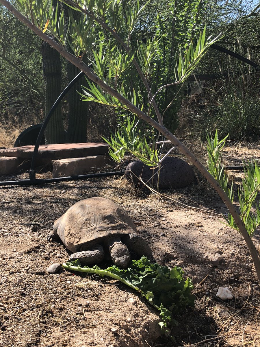 Sergio_concolor's tweet photo. This is #TobyTheTortoise 🐢 A #SonoranDesert #tortoise adopted in 2016 🌵 He is active above ground from July to October, loves cactus fruit, wild flowers &amp; kale 🌼🌿 To see more follow #Tobychronicles on IG #Gopherus https://t.co/W0nvJ091d8