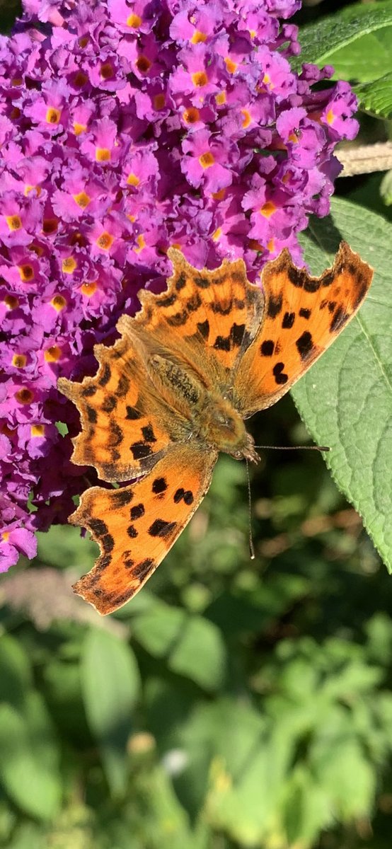 Can anyone tell me what variety this beauty is? #butterfly #ButterflyCount
