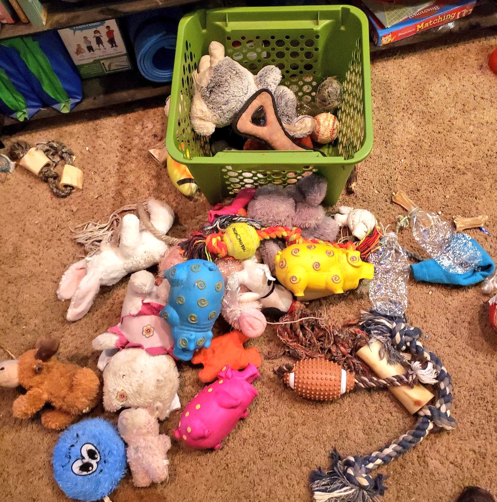 4annegs's tweet photo. Trying to clean out Babys toy box. My son has a new puppy, time to share dog toys. Babys's worn out after inspecting each & every toy. I'm guessing he's not going to put them back in his box! #spoliedPuppy #Dane #Woof #Babys https://t.co/AEMqGg2q21