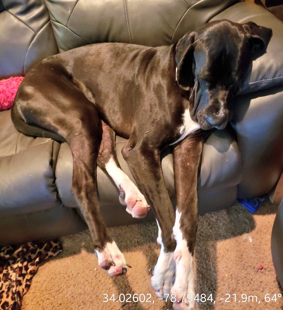 4annegs's tweet photo. Trying to clean out Babys toy box. My son has a new puppy, time to share dog toys. Babys's worn out after inspecting each & every toy. I'm guessing he's not going to put them back in his box! #spoliedPuppy #Dane #Woof #Babys https://t.co/AEMqGg2q21
