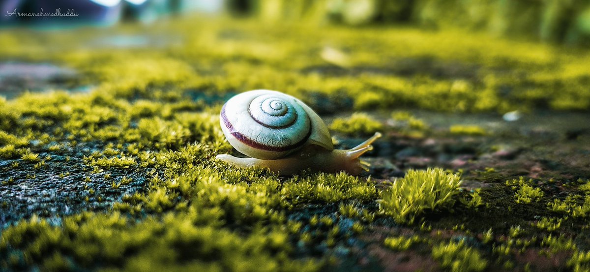 armanahmedbuddu's tweet photo. Just like a snail, i am very slow and lazy in any work or any of the task i ve got to do.
#macrophotography
#shotonmi
#adobelr https://t.co/urNRnyPu2d