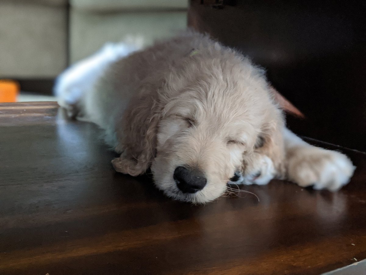 Our newest addition to the family. Our Goldendoodle Stan-Lee Smith. The name is a tribute to the late great Stan Lee of Marvel comics and the MCU. Since we started dating, my wife Alyssa and I never missed an MCU theatrical release. Harrison and Stan-Lee are getting along well.