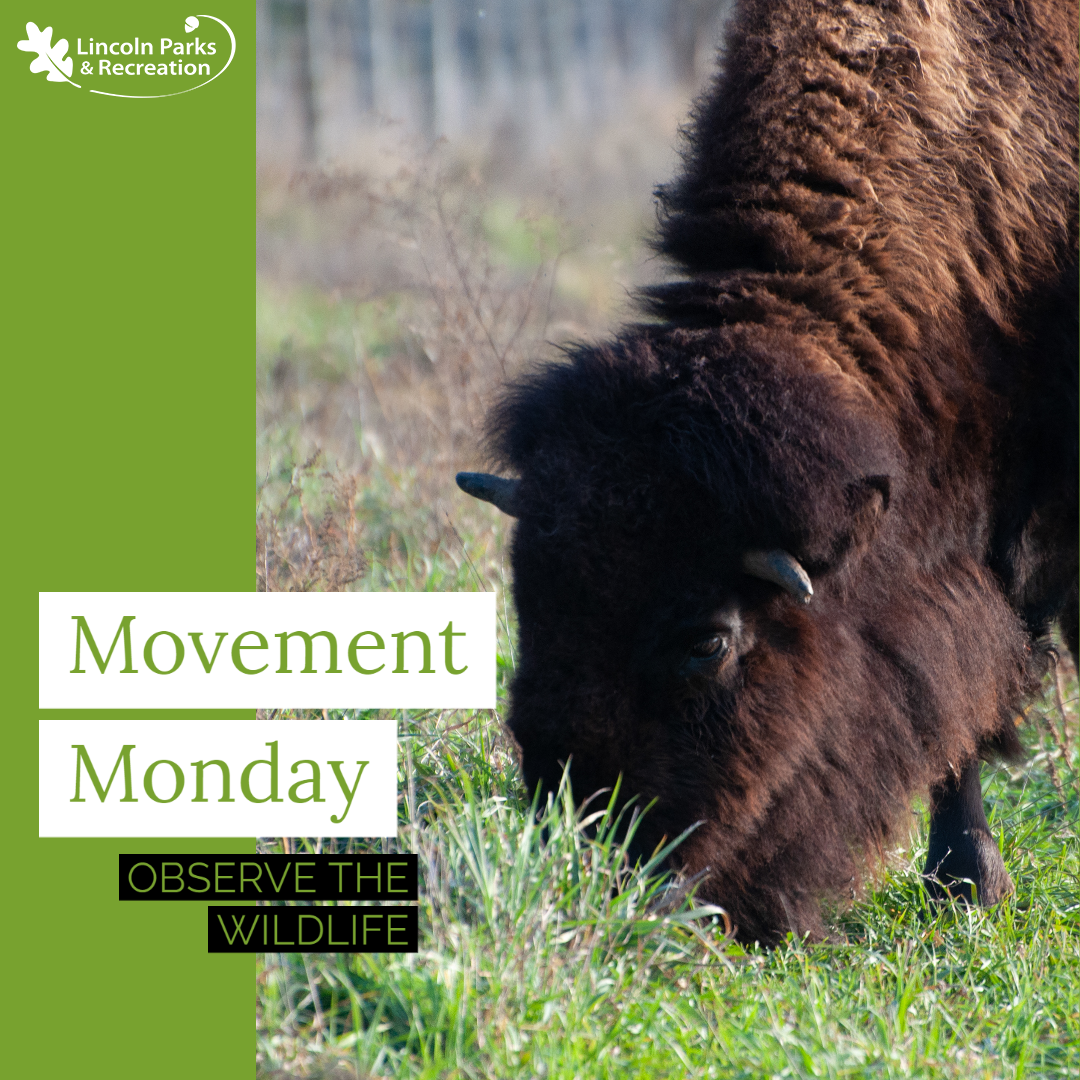 LnkParksRec's tweet photo. Happy #MovementMonday!🤸‍♂️ This week we encourage you to go out in the parks and observe the nature around you while you're walking, running, or strolling past the bison at Pioneers Park Nature Center! Monday's are great for you to refresh your mind to have a good week! #LNK https://t.co/JEuiVLxQSY