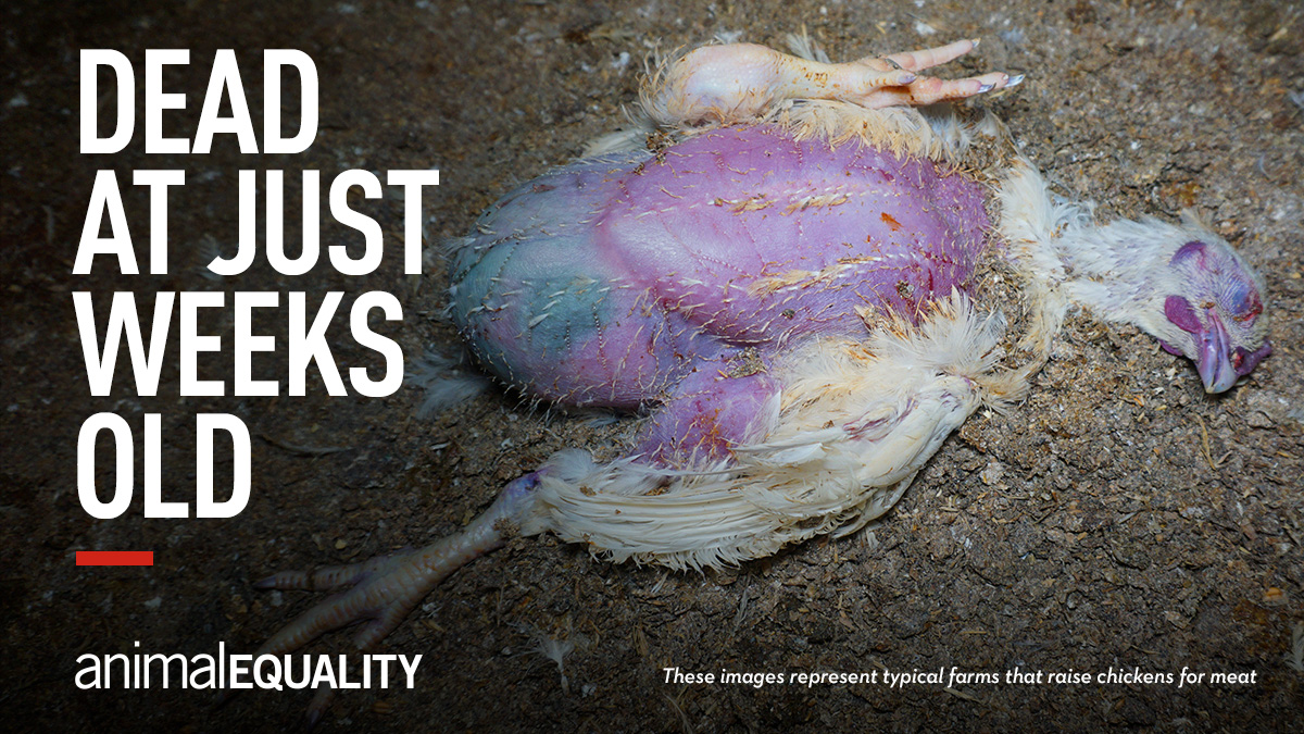 LeoLester's tweet photo. Poor animal welfare standards are not sustainable. @McDonaldsCorp, when will you actually #ScaleForGood? https://t.co/qSTBoEi4kW #McTripleCruelty #acceleratingthearches @McDonalds @McDonaldsUK