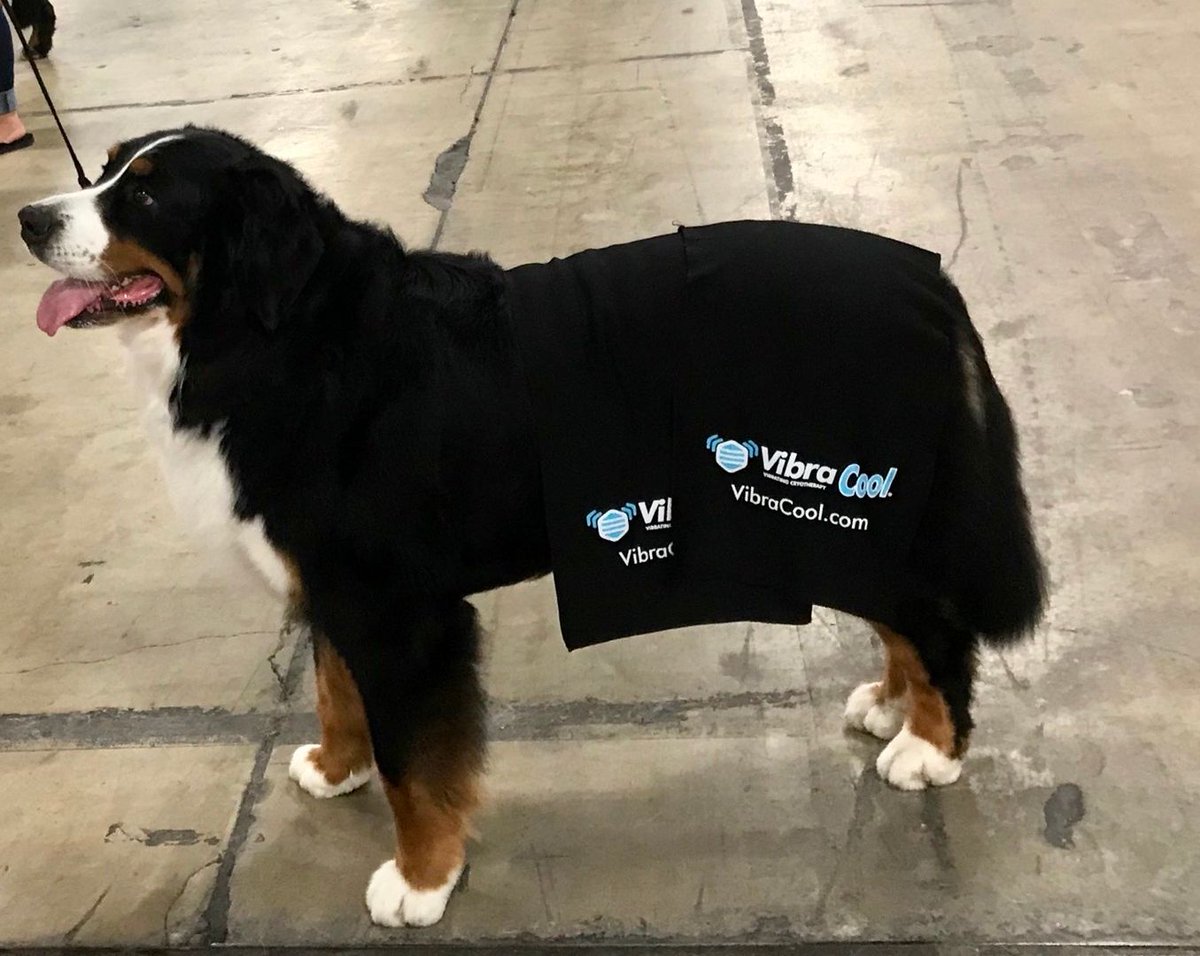 vibracool's tweet photo. Who's a good boy? This gorgeous Bernese Mountain Dog wins #BestInShow for sporting our cooling towels to stay show-ready! #WhatWorksForPain #MoreDogPixIn2020 https://t.co/wO5b9a6TiT