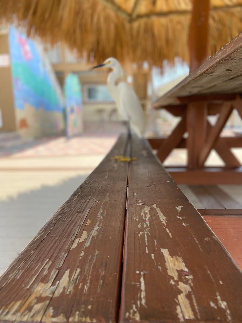 KellyTamale's tweet photo. My friend Marc is a finalist in Plaza Beach Resorts' Photo Contest! Help them rally votes: https://t.co/U8uvIjYpEo @PlazaResorts https://t.co/uVISzmp0Tu