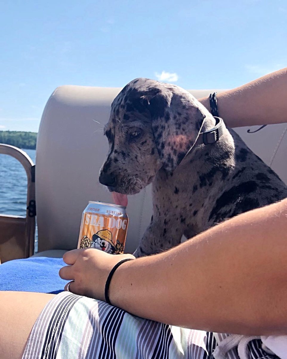 #Sunfish#SeaDog#Maine