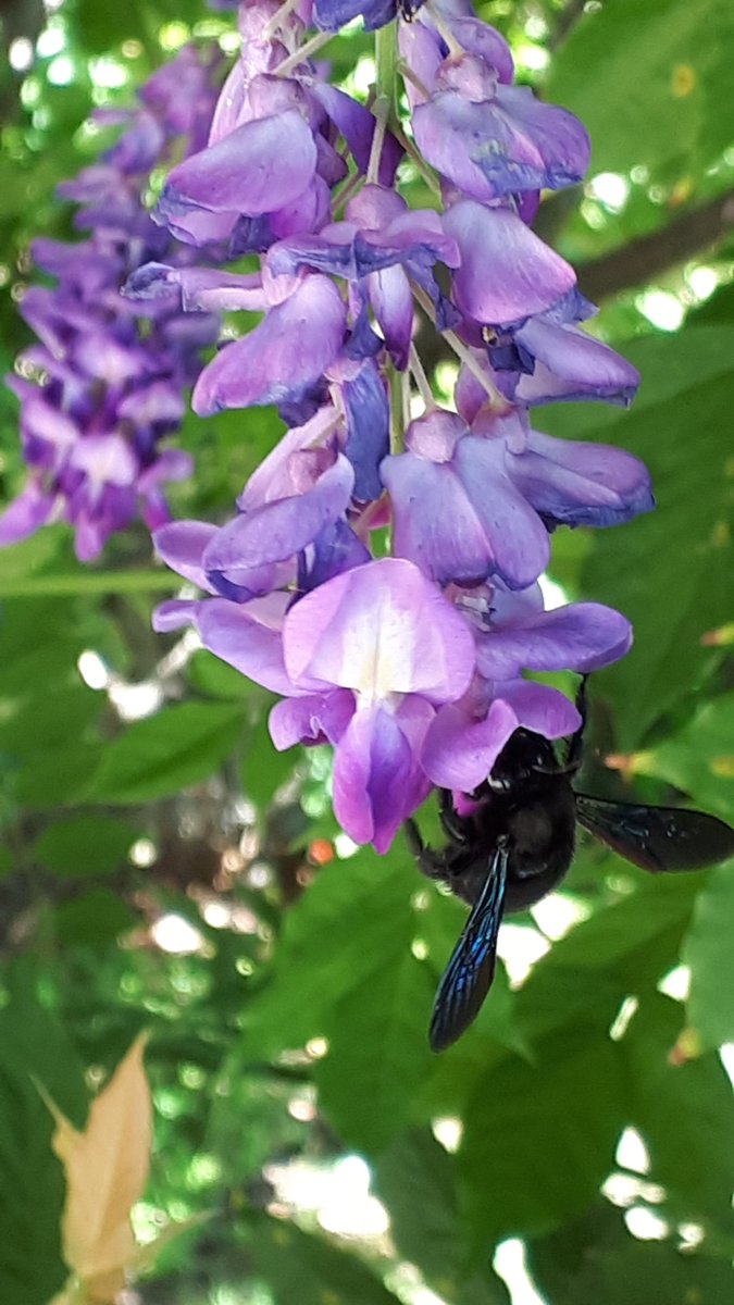 bradley_poet's tweet photo. #CarpenterBees are welcome in my garden, especially as they pollinate the Wisteria. They are some of nature's craftsmen and women. "...If you don't deceive your Bees,
Your Bees will not deceive you." #RudyardKipling #ButterflyPoems https://t.co/WNdUs7VxPN
