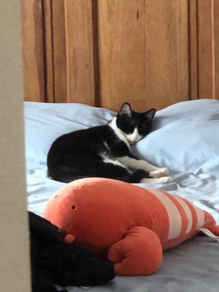 Estupidxmis20's tweet photo. Los recuerdos de los 20's  sin trabajo y en vacaciones 
#EstupidxMis20 #Cat #SleepingCat https://t.co/85pDSzSPQL
