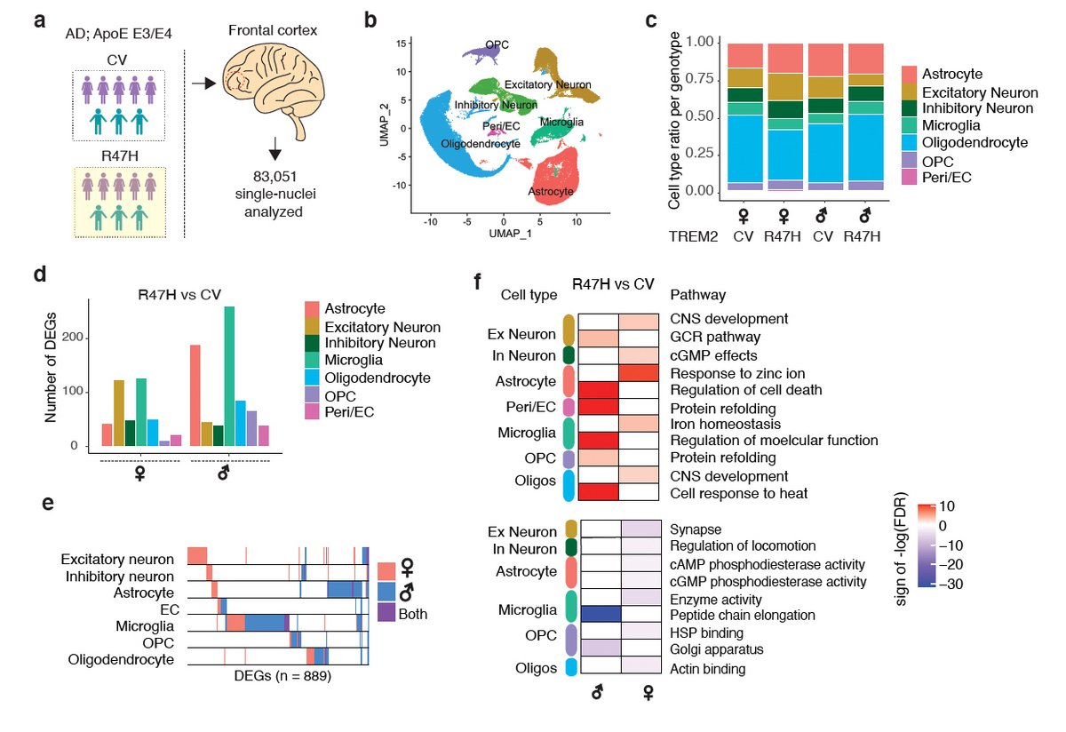 LiGanLab's tweet image. Our R47H TREM2 study:
1/3 snRNA-seq from AD patients of common variant and R47H carriers revealed that R47H-associated microglial subpopulations have enhanced inflammatory signatures and hyperactivation of Akt. biorxiv.org/cgi/content/sh… 
@biorxivpreprint @biorxiv_neursci