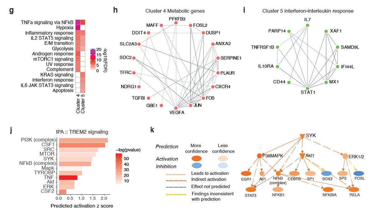 LiGanLab's tweet image. Our R47H TREM2 study:
1/3 snRNA-seq from AD patients of common variant and R47H carriers revealed that R47H-associated microglial subpopulations have enhanced inflammatory signatures and hyperactivation of Akt. biorxiv.org/cgi/content/sh… 
@biorxivpreprint @biorxiv_neursci