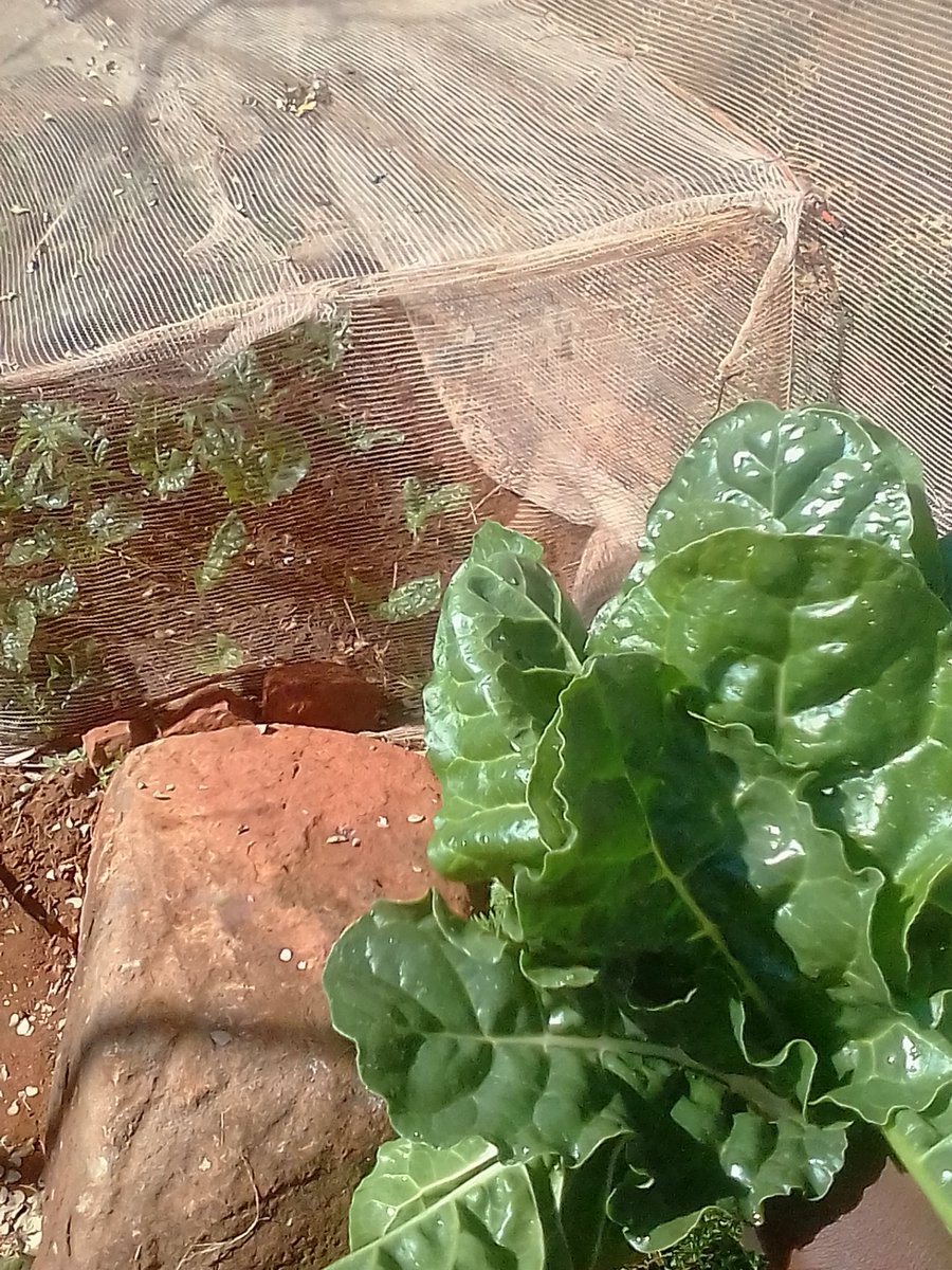 LUCRATIVE000107's tweet photo. @OLX_ZA #LiveMoreWithOLX
This lockdown I cleaned my backroom space for planting some veggies so that I can provide essentials to my area and now busy on research based on Herbs like minds . https://t.co/2kvbzOguTr