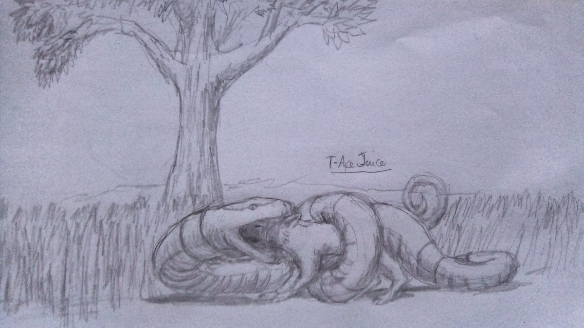 t_ace_juice's tweet photo. To start my #pokemonscience stuff:
There may be many moments when Ekans' come around tall grass to hunt small Pokemon, like Rattata for example.
Here is my illustration of how an Ekans can eat in the wild.
#art #pokemon #artoftheday https://t.co/5SMQq8Cq0l