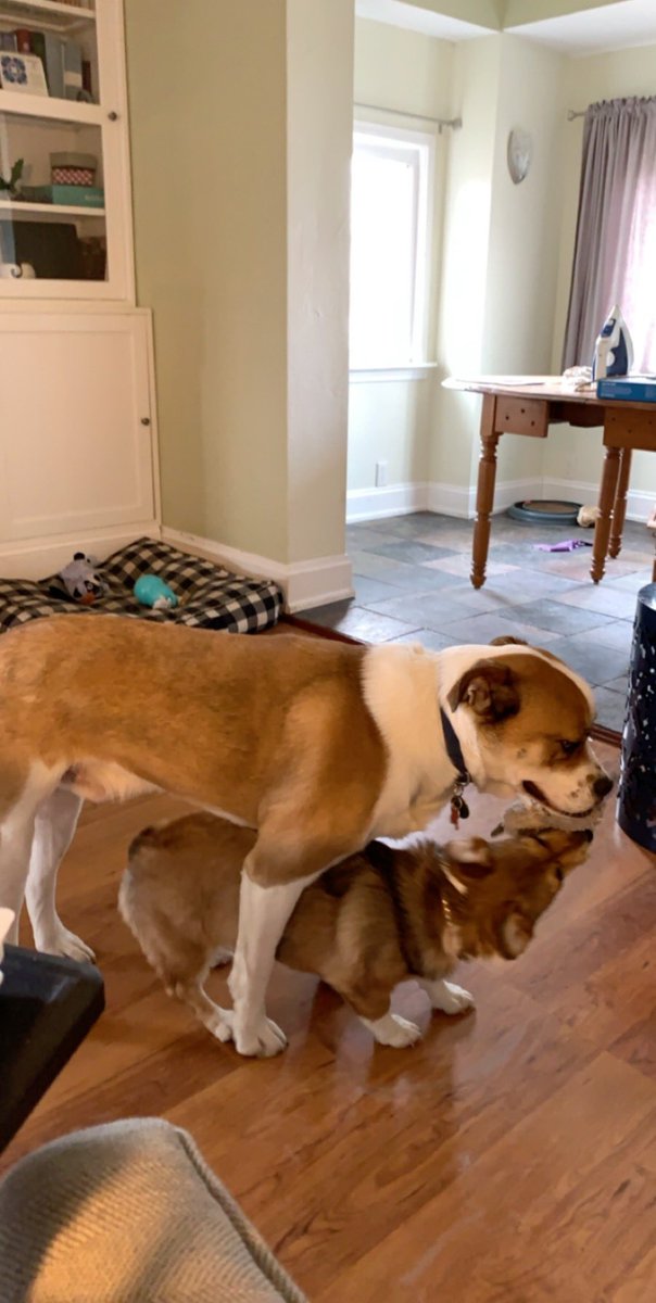 BryceTrumble's tweet photo. @GailSimone Davy Bones playing with his friend Magnolia the corgi. https://t.co/o2JuH5Pugp