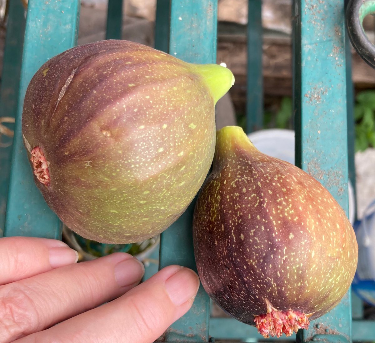 janet_t_55's tweet photo. @GardensHour...
...did I mention that I have figs? 😊
#FigWatch #GardensHour https://t.co/3NhkVQ4FBR