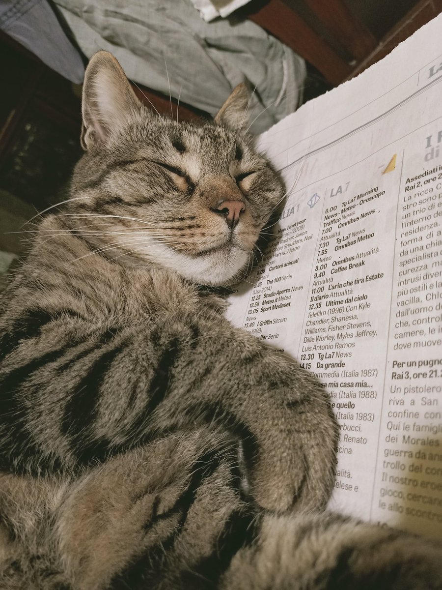 sirgolly's tweet photo. Egli ronfa
#Batuffolo
#purrpurr
#micione https://t.co/dyBTFhBFMM