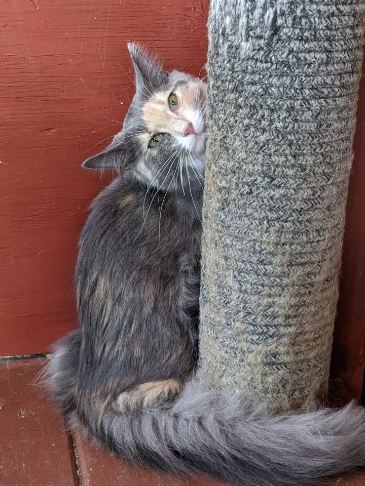 We could all use a little HOPE right now! 
Hope is a beautiful little one who started out life as a stray and thought the world was a pretty scary place. In foster, she went from a fearful, hiding, and defensive kitten to a very affectionate kitty kat! Come see her today!