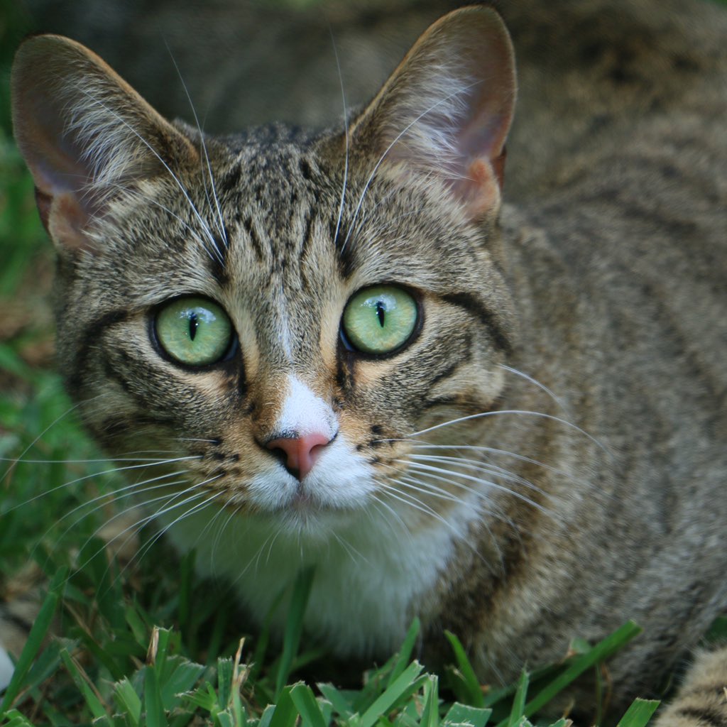 sharievance1's tweet photo. Clio stalks and a fashionista. Her eyes are keen and they match the grass! #fiercekitty #catfashionista https://t.co/2SfzhKPpZj