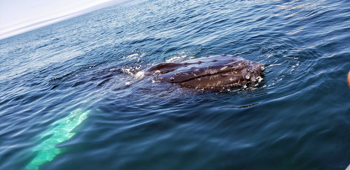 marleydrew6's tweet photo. Making the best of this whole Covid thing by exploring our beautiful province! Here is a friendly #humpbackwhale off the coast of Brier Island, Nova Scotia. https://t.co/abiqnpqrgW