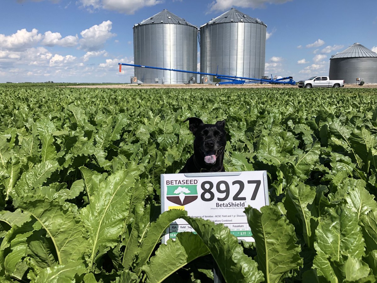 JohnSamdahl's tweet photo. Walking strip trials with my pup.  Beets are enjoying the sunshine (the dog not so much) https://t.co/mWzaY7dmeo