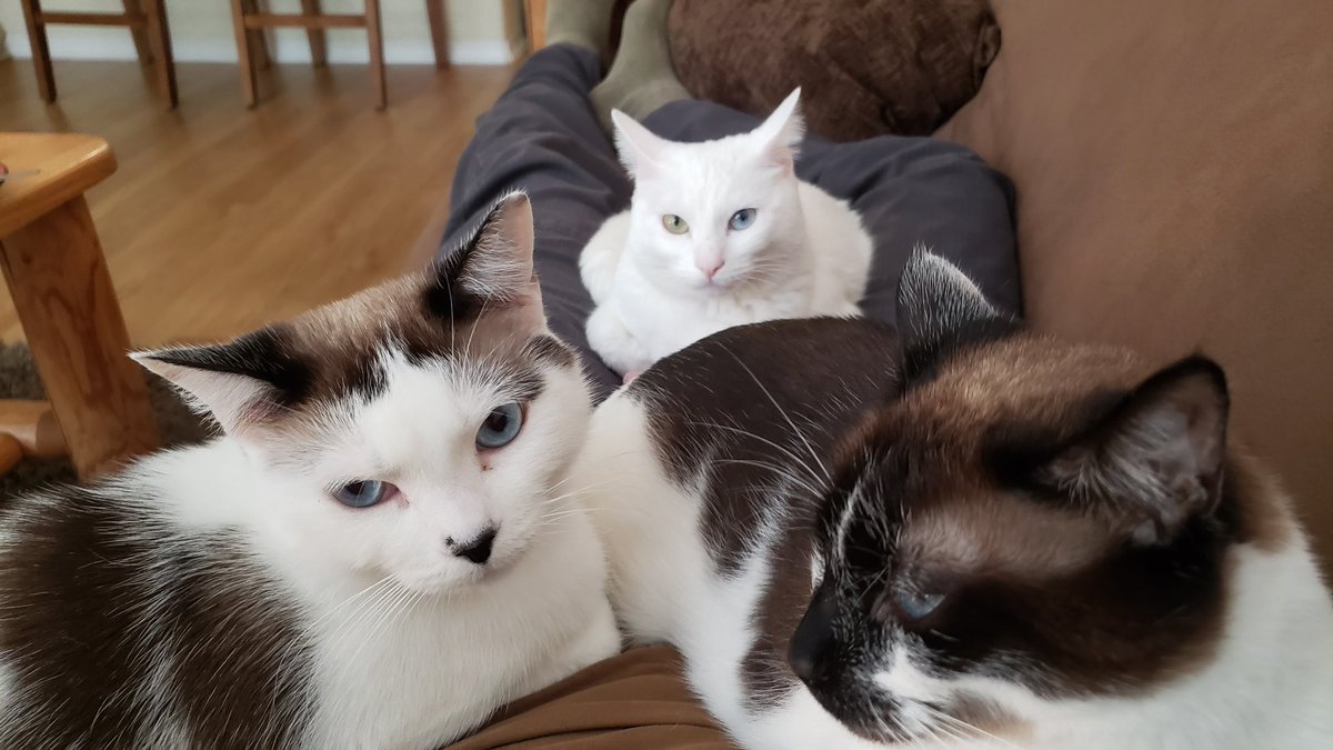 stosh ( ᐛ ) 📎 tweet media