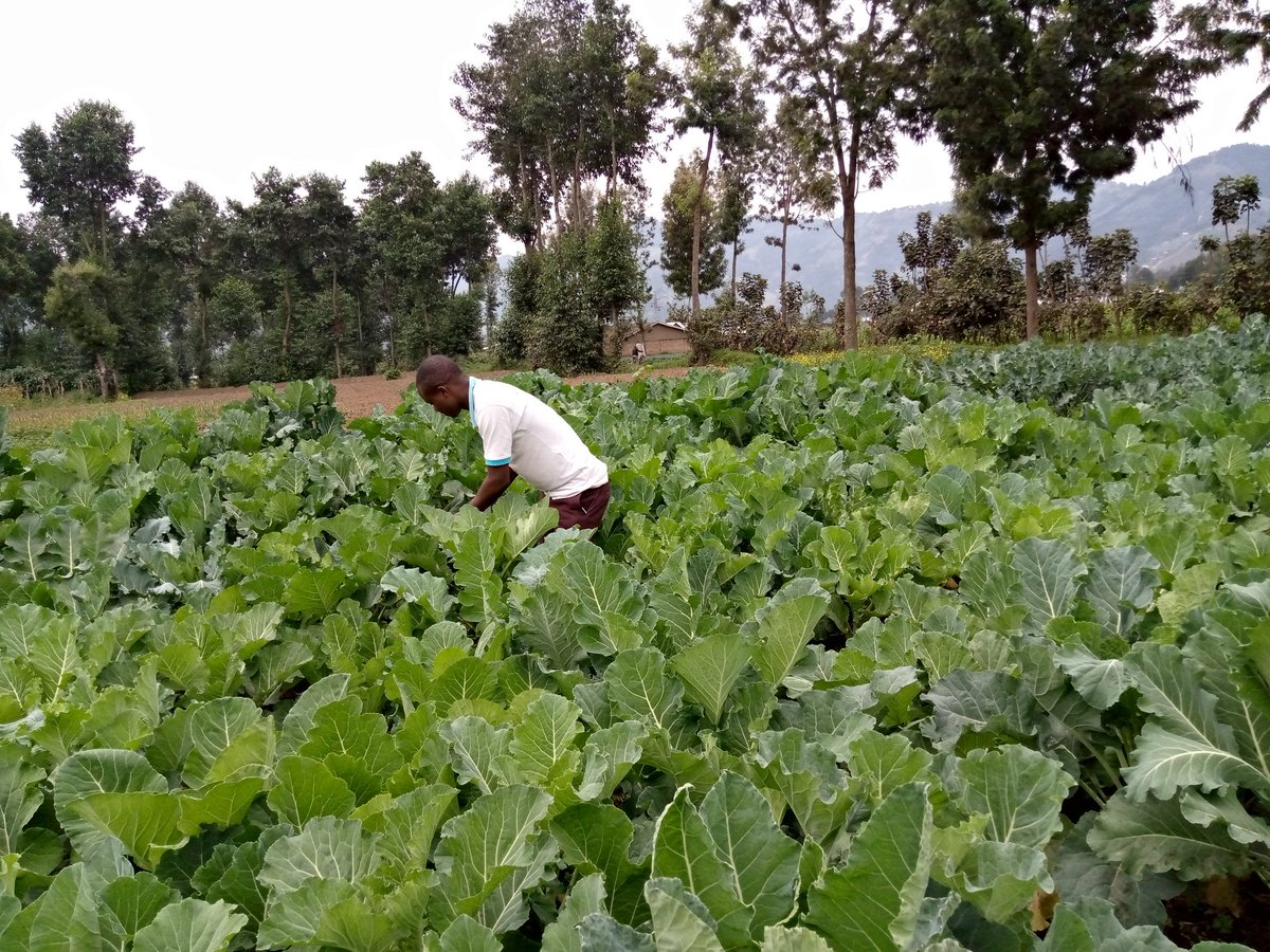 NduwayezuAlexi1's tweet photo. We have to keep working hard so that we can attain UN Sustainable Development Goals especially "end hunger, achieve food security and improved nutrition and promote sustainable agriculture."

#YouthAtTheForeFront https://t.co/P8W0iIPVvp