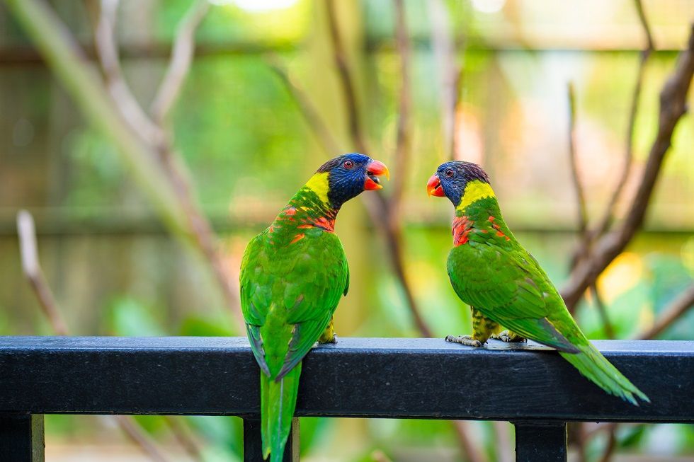 DentonBirdwatch's tweet photo. We Bet You Don't Know These Rainbow Lorikeet Facts #bird #parrot #budgie #birding #birds #birdwatching #lorikeet #parakeet #macaw #parrots #macaws #adaptationnation #birdwatcher #birdy #budgiebird #feedly https://t.co/X828umx9dk https://t.co/TzMMogHALh
