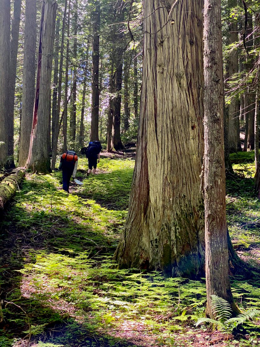 The trail passed through a gorgeous grove of ancient cedars.