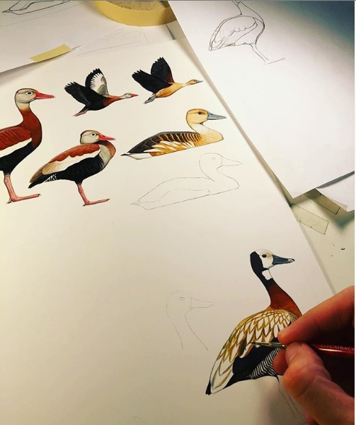 KFSP_Uganda's tweet photo. Birds are an all-encompassing focus for Luke Seitz, a professional guide for Wings. His illustrations have been used in “Birding” &amp; “Birder’s Guide” magazines, and as logos for eBird’s Global Big Day &amp; the World Series of Birding, an event he won in 2014. 4/5 https://t.co/UL4yTfCPXi