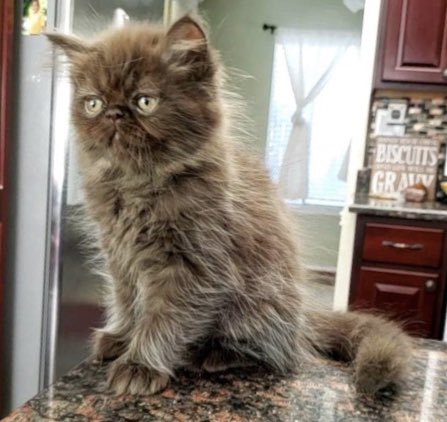 Life Update: I GOT A CAT  His name is Dexter 😊 &amp; I am never leaving my house again 🙃 https://t.co/uh<a href="/tag/lostcause"class="tags"><span>#lostcause</span></a>