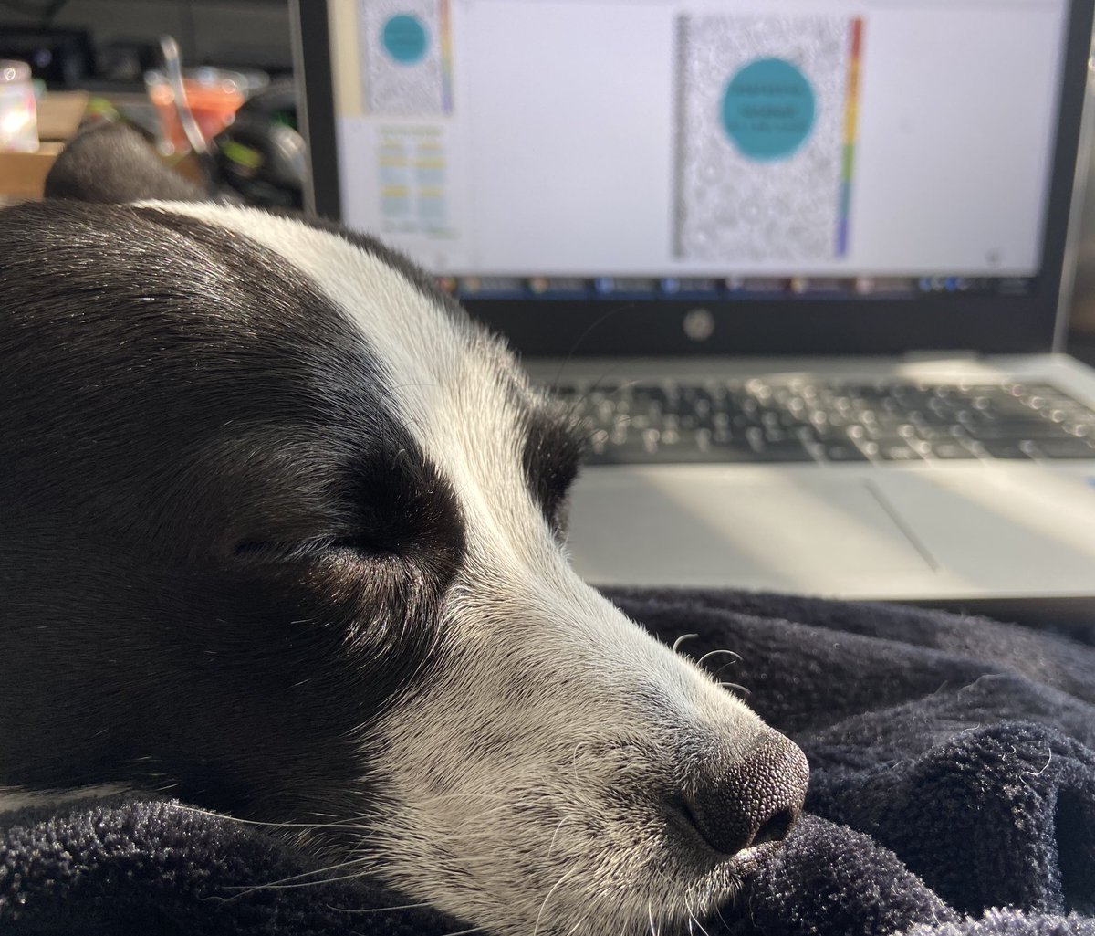 I think someone is trying to tell me that it’s time to stop working on an interactive notebook...I hope you are all enjoying your summer! #staypositive #penndelcoproud