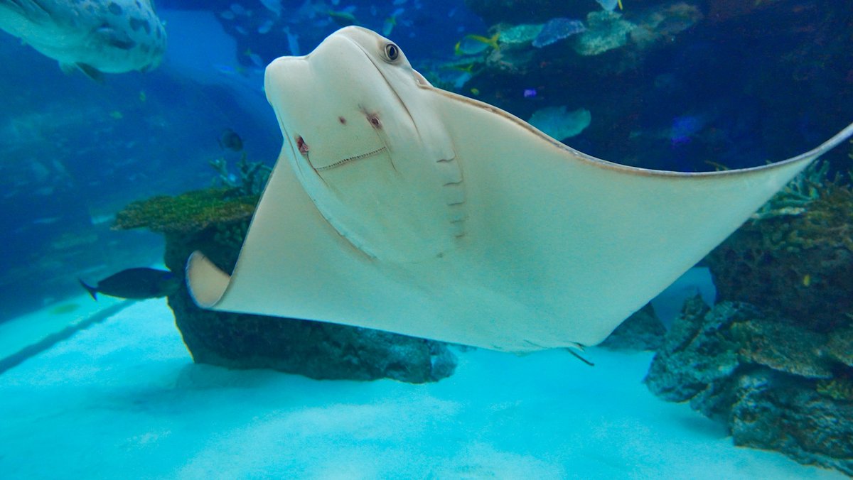 もっち ウシバナトビエイ 名古屋港水族館