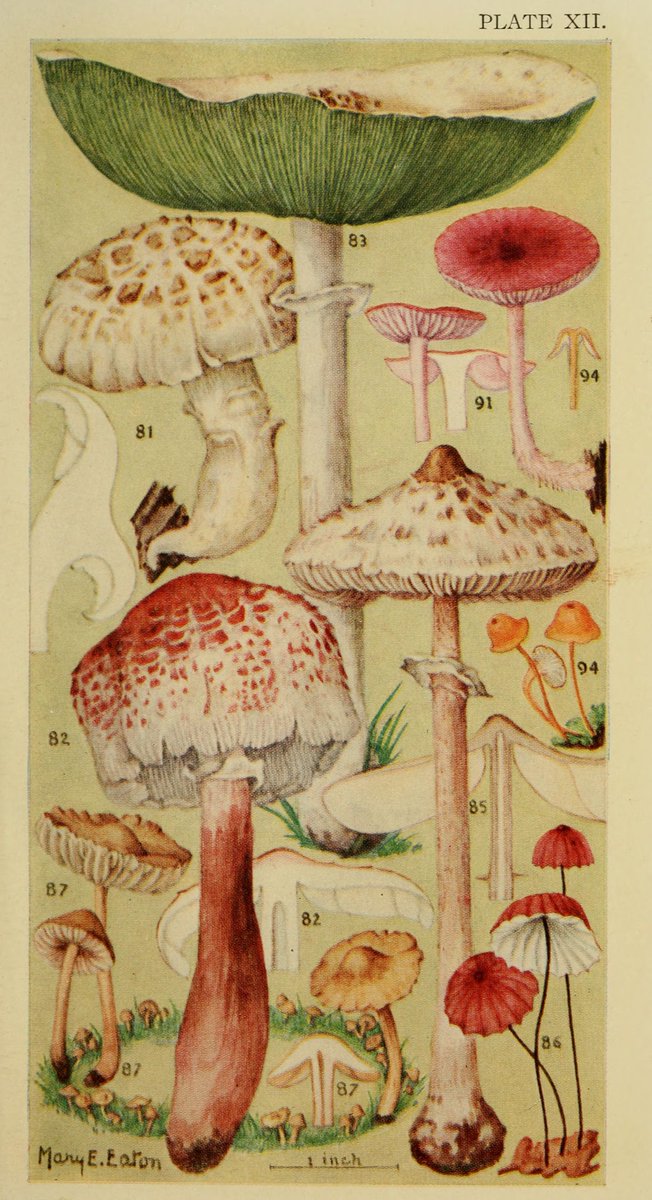 radarespacial_'s tweet photo. Field book of common gilled mushrooms  with a key to their identification and directions for cooking those that are edible,  Thomas William Sturgis 1871 - 1941 #ilustration #nature #insectorum  #archive #scientificillustration https://t.co/9bG6zATUsk
