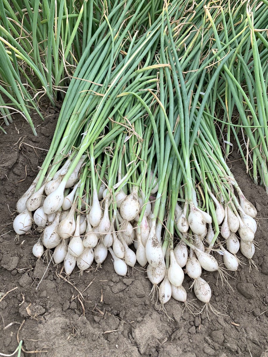 White Onion Sets - almost ready #plantuien #onionsets #greatlakesfamilyfarms