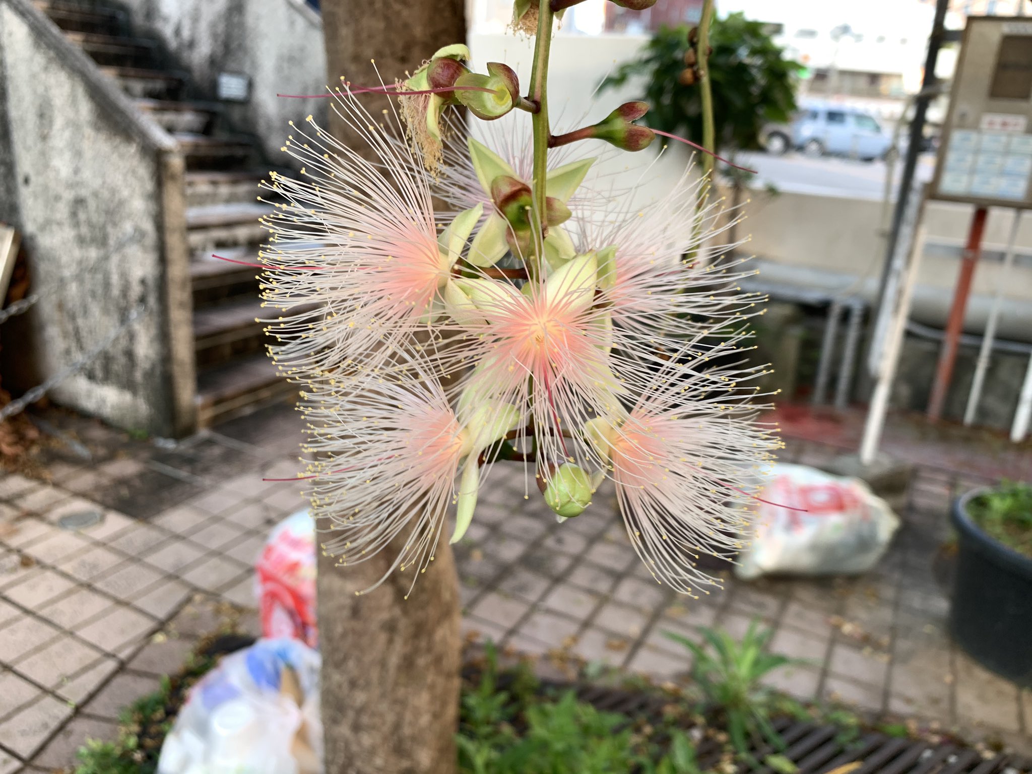 むーねーしぇんしぇー サガリバナ バリントニア ラセモサ の花がきれいだし 香りに癒されました T Co 5fnferkycw Twitter