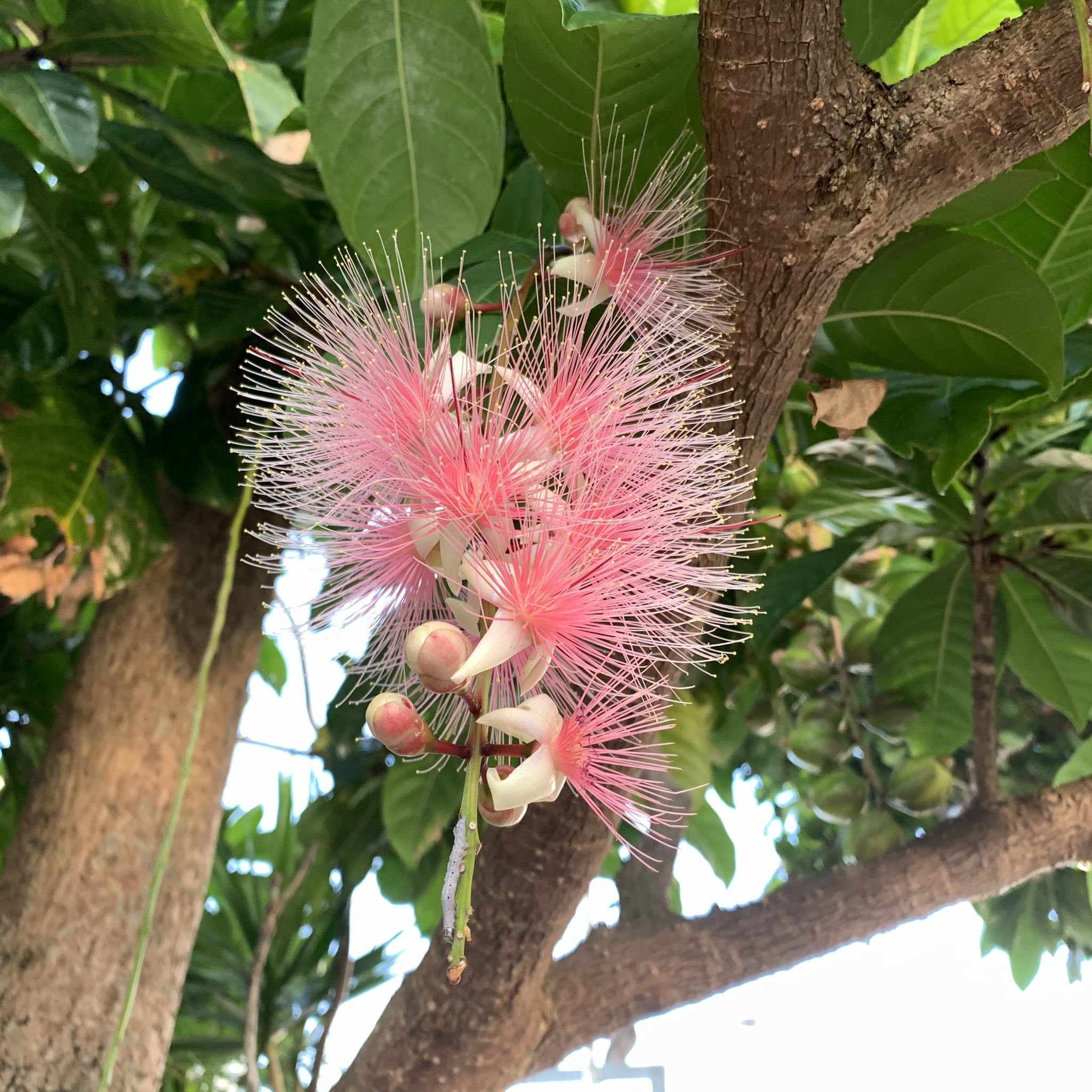 むーねーしぇんしぇー サガリバナ バリントニア ラセモサ の花がきれいだし 香りに癒されました T Co 5fnferkycw Twitter