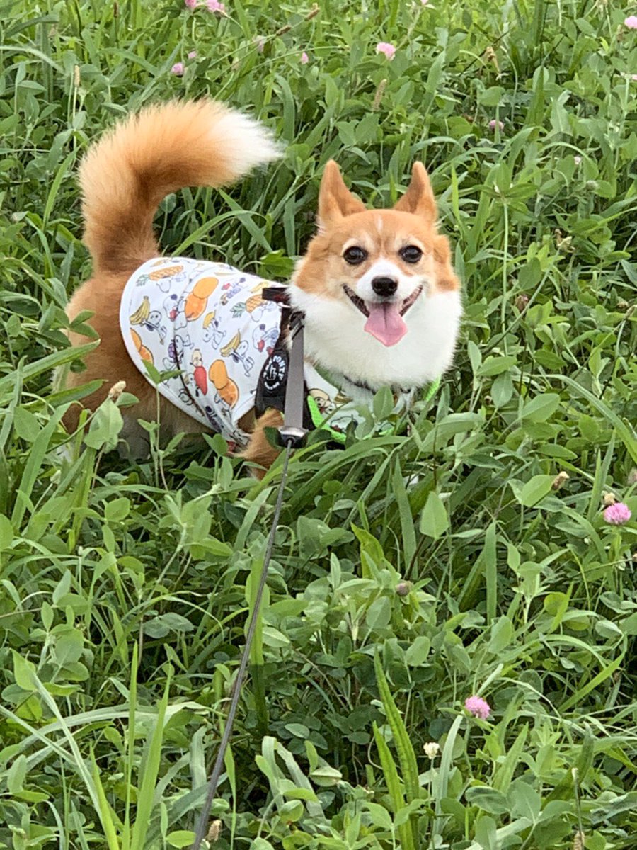 pomapo's tweet photo. ミュー6歳になりました。
梅雨もコロナも憂鬱…
でも緑の中ではシッポ全開。 https://t.co/pImrwiLPYx