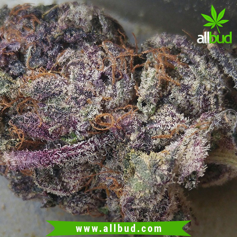 God's Green Crack is a super rare slightly indica dominant hybrid strain (55% indica/45% sativa) created through crossing the infamous God's Gift X Green Crack strains. bit.ly/2X1qjud #allbud #God #Green #Crack #Strain #marijuana #cannabis #weed #health #medicalmarijuana