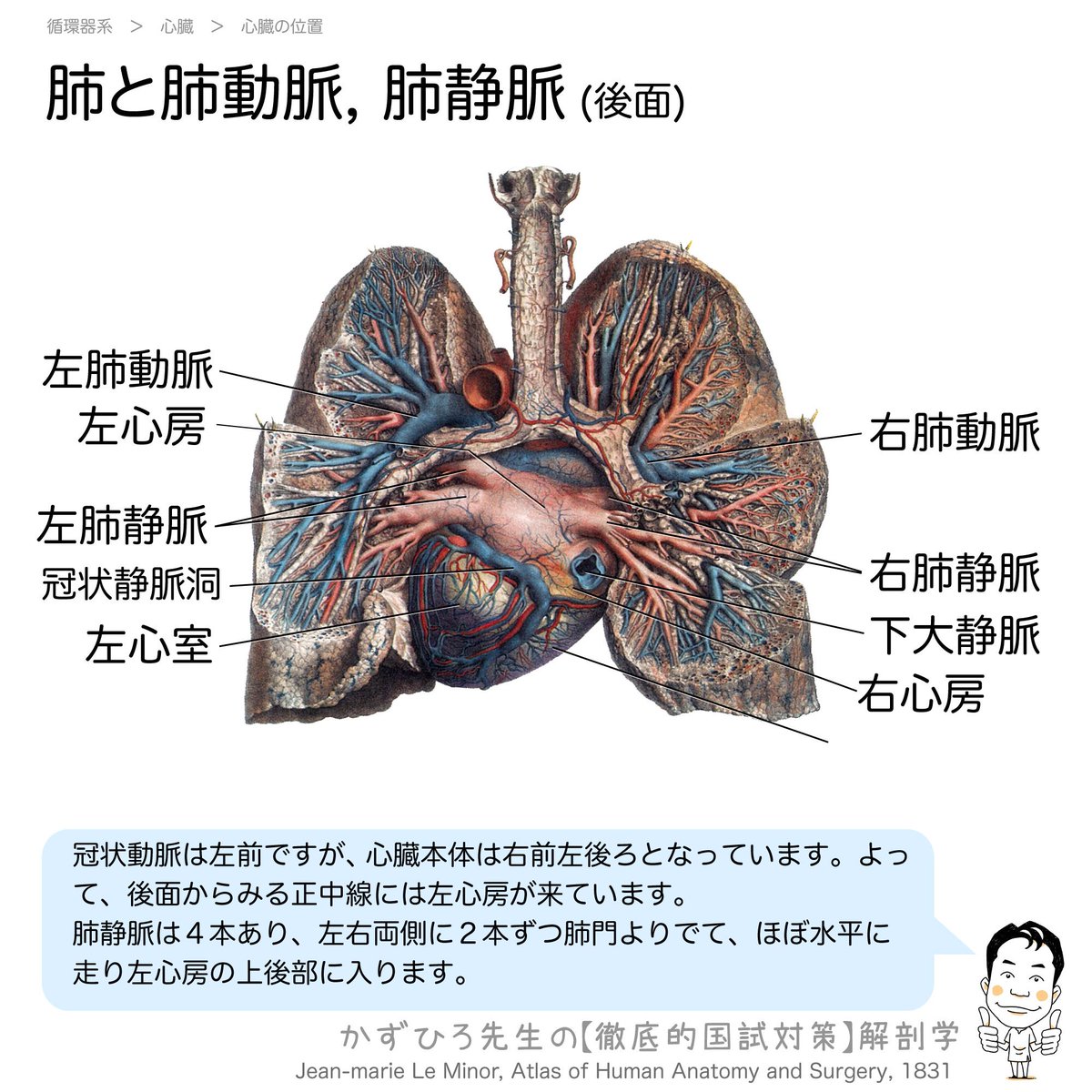 かずひろ先生 なるほど解剖学 肺と肺動脈 肺静脈 後面 この図では食道を気管より切り離して 気管 気管支 肺と心臓 肺動静脈を取り出したものです 気管と気管支の後壁は軟骨を欠く膜性壁となっています 2 2 1 循環器系 心臓 解説 Note