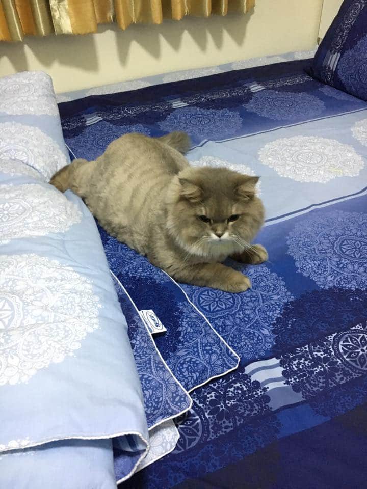 ㅤَ (@bonebonebot) on Twitter photo 