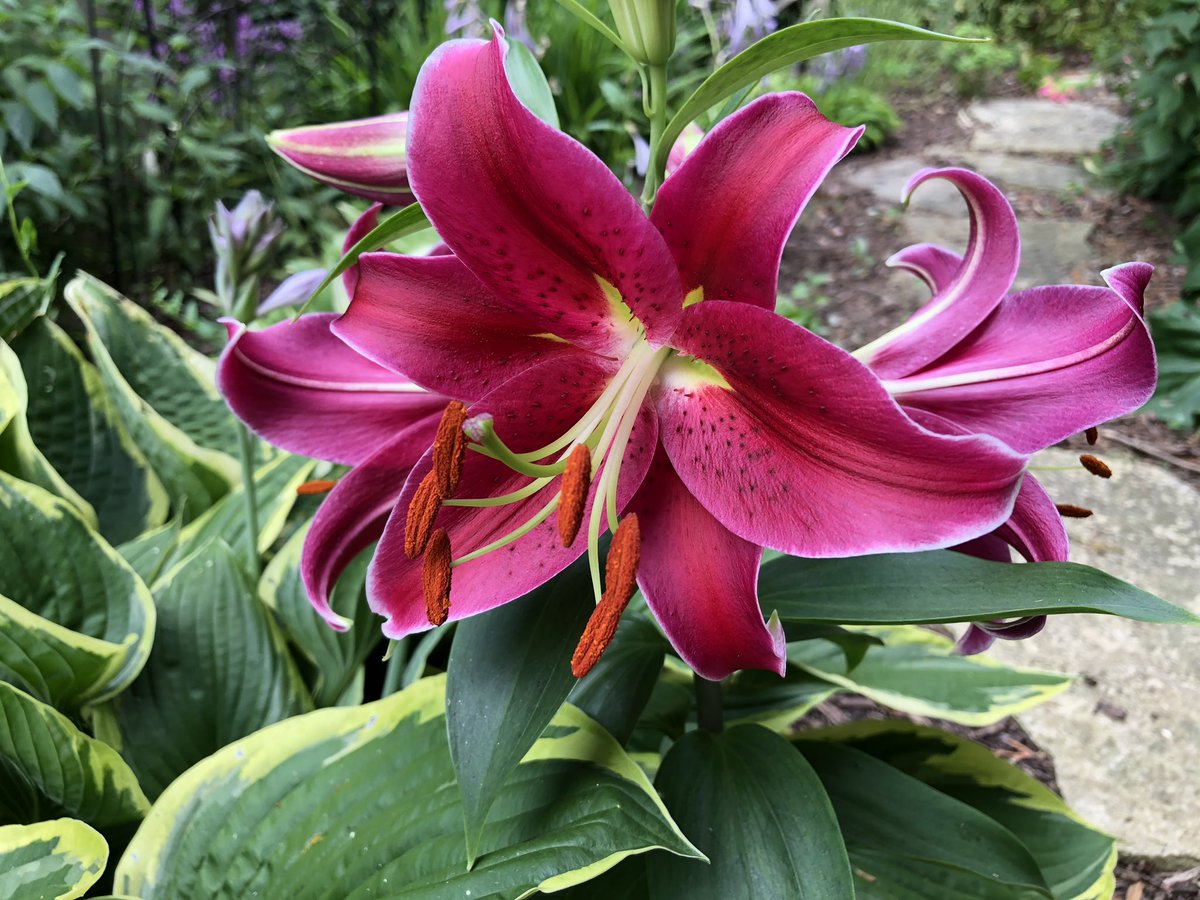 JoannaMWallace's tweet photo. My porch smells amazing tonight. #bloom20 https://t.co/HvqtnAJCe0