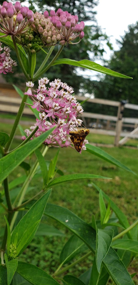 Tex_Shep's tweet photo. Hello little bug. So nice to get these guys in here. https://t.co/OiFMJmERH6
