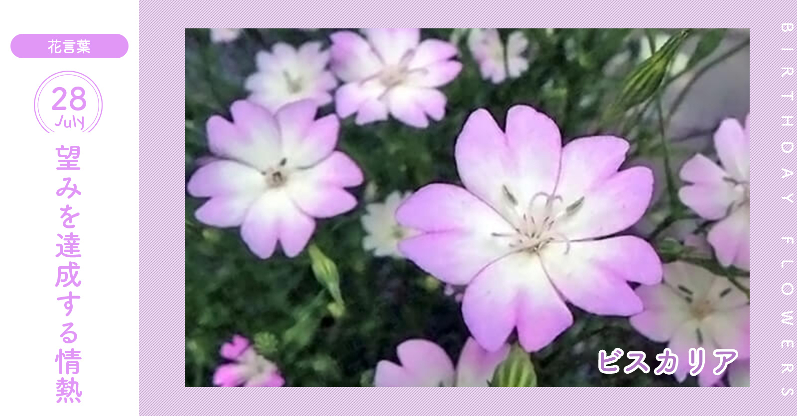 花キューピット I879 Com 公式 Twitterren 7月28日の誕生花 ビスカリア お誕生日おめでとう 花言葉 は 望みを達成する情熱 夏に先端に2センチから3センチの小さな花が咲きます あなたはこんな人 美しい容姿の持つ主 同じ誕生日の有名人 谷まりあ