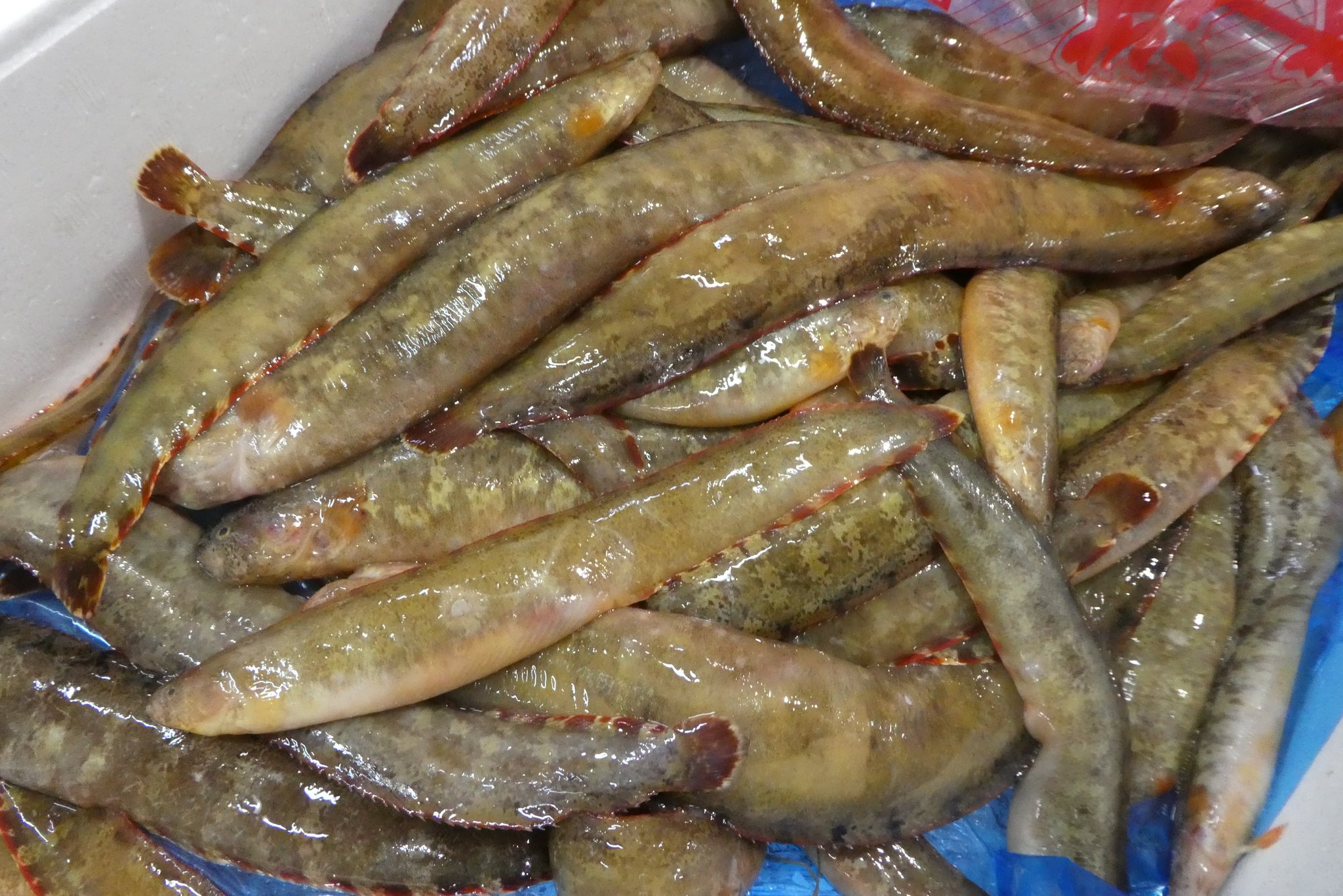 ザ 豊洲市場 公式 En Twitter ギンポ 江戸前の天ぷら種 見た目では分かりにくいですが 背びれが短くて鋭い棘 条 からなっており 頭から尾まで続いています 注意して掴まないと痛い目にあいます そのため背開きにして 頭と背骨 内臓を取った状態で売られ