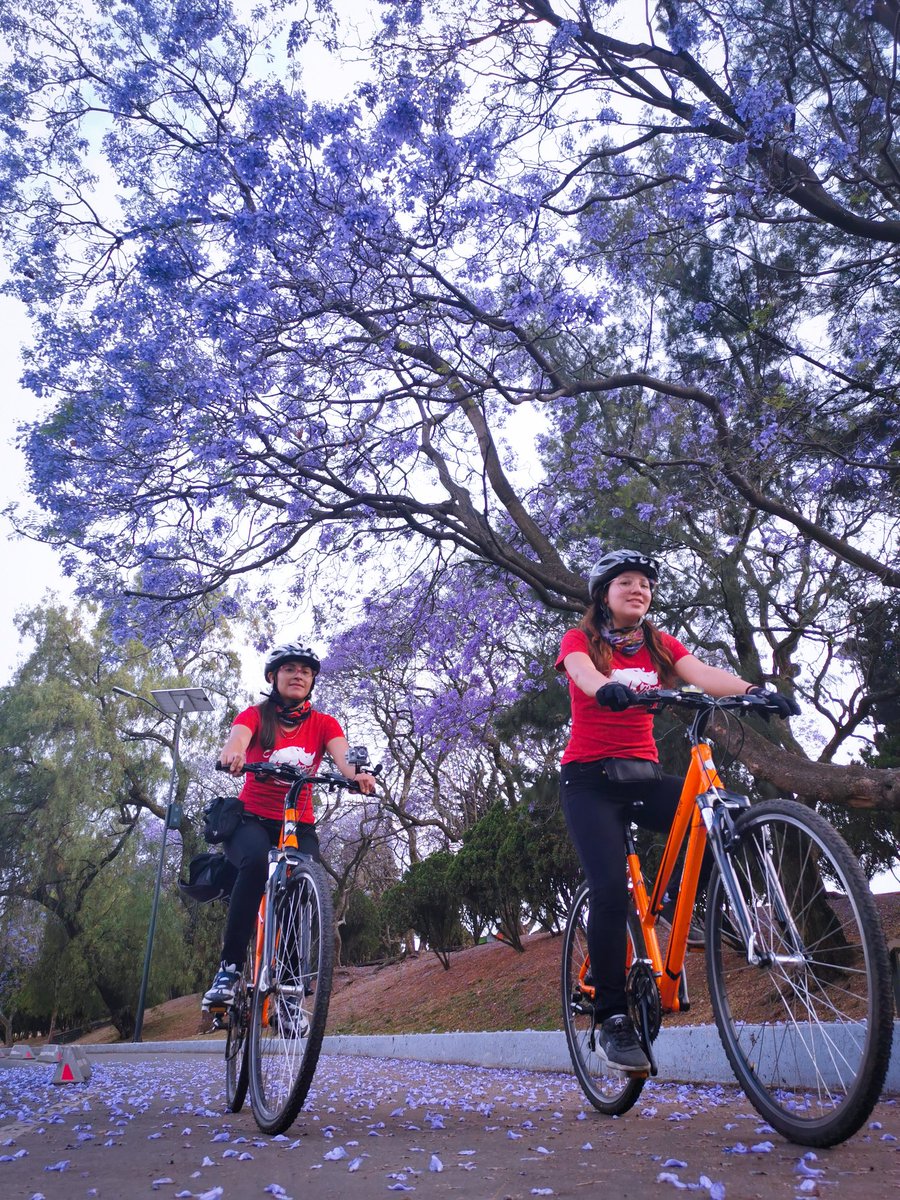 biciescuelamx's tweet photo. 👇👇👇
Usa la Bici segur@ todos los dias.
👉Aplica aquí para una beca completa: https://t.co/MbcRAKcTY7
🚩Capacitación en Ciclismo Urbano x #RodandoAyuda
🚴 Sensibilización vial, seguridad sanitaria, conducción, etc.
Imparte: @Pedaliers 💯 https://t.co/8gPcSYWVd7 https://t.co/twHRBD7h9z