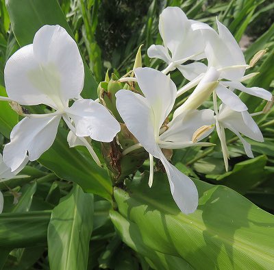 月闇のくじら 隊長 愛花ちゃんから教えてもらったんだけど７月１６日の誕生花はいくつかあって 個人的には ジンジャー をおすすめしたいかな 美里江 どんな花言葉なんデスか 隊長 豊かな心 美里江 え 隊長 あと 無駄なこと