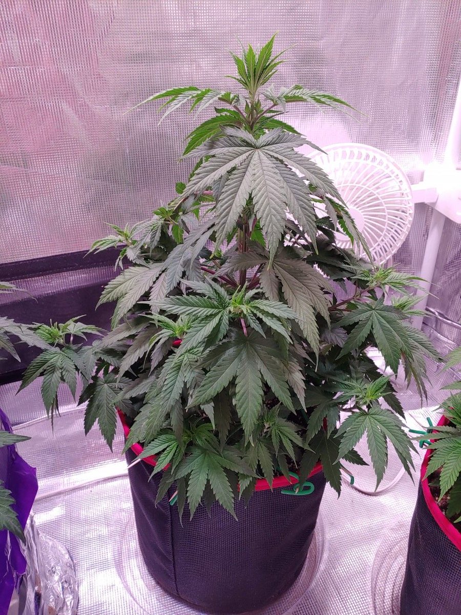 Hey #cannatwitter, what’s growing?

Show us your #cannabis grow and check out this lovely 7 weeks old grow.

smoke.io/grow/@blazinwa… by blazon walker on the #smokenetwork