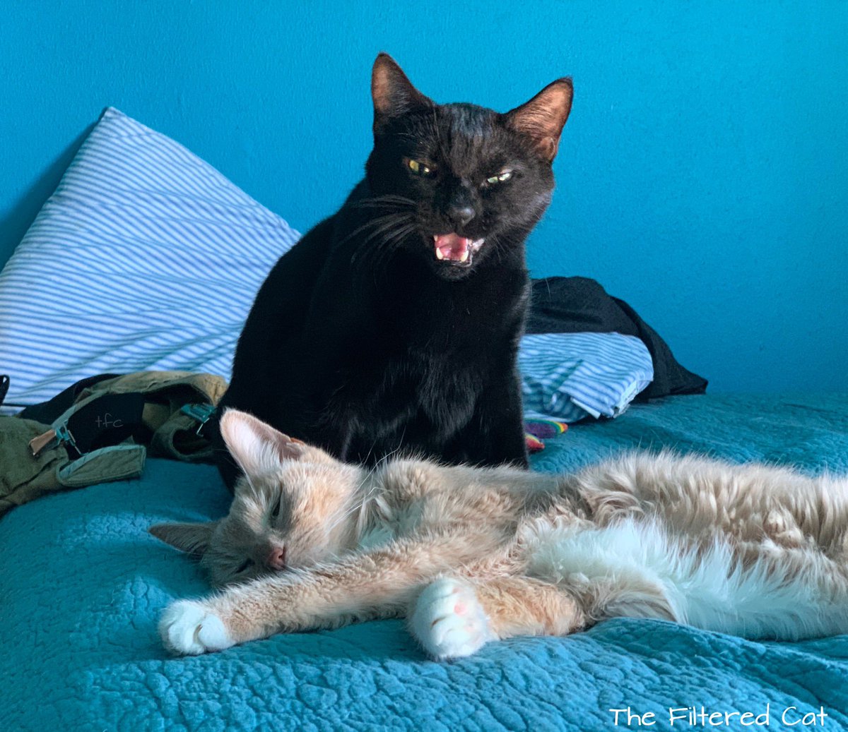 FilteredCat's tweet image. Junior wept when he thought old Milo had died. Old Milo was actually in a deep, paralyzed, sleep. Thank goodness. #catsofinsta #catslover #blackcat #ilovecats #catscatscats #chat #catsoftheworld #catsofworld #photooftheday #neko #catphoto #katzen #catsoftheday #gatosdeinstagram