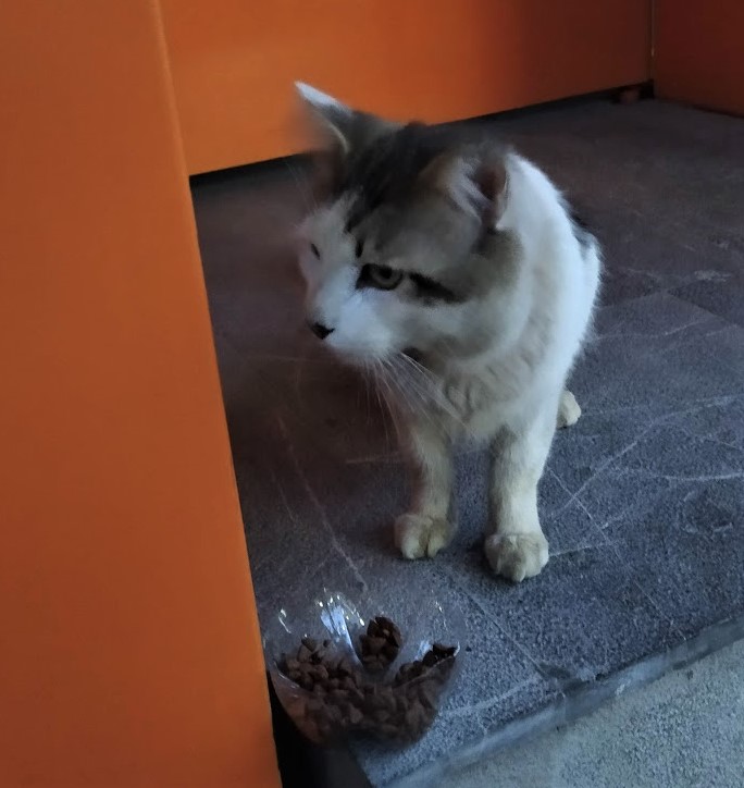 besoalconejo's tweet photo. Gatito perdido, cariñoso, muy sociable y tenía collar se encuentra en nuestro edificio en Carolina, Nápoles. Me ayudan con retweet @MascotasSismo @PetBookMexico @lostanimalsdf @locapet @UbicapetMexico @animalitoscdmx @ColDelValleBJ @cddelosdeportes @En_laDelValle @LaNapolesCdMx https://t.co/sltzfyZYB3