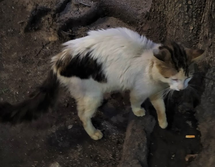 besoalconejo's tweet photo. Gatito perdido, cariñoso, muy sociable y tenía collar se encuentra en nuestro edificio en Carolina, Nápoles. Me ayudan con retweet @MascotasSismo @PetBookMexico @lostanimalsdf @locapet @UbicapetMexico @animalitoscdmx @ColDelValleBJ @cddelosdeportes @En_laDelValle @LaNapolesCdMx https://t.co/sltzfyZYB3